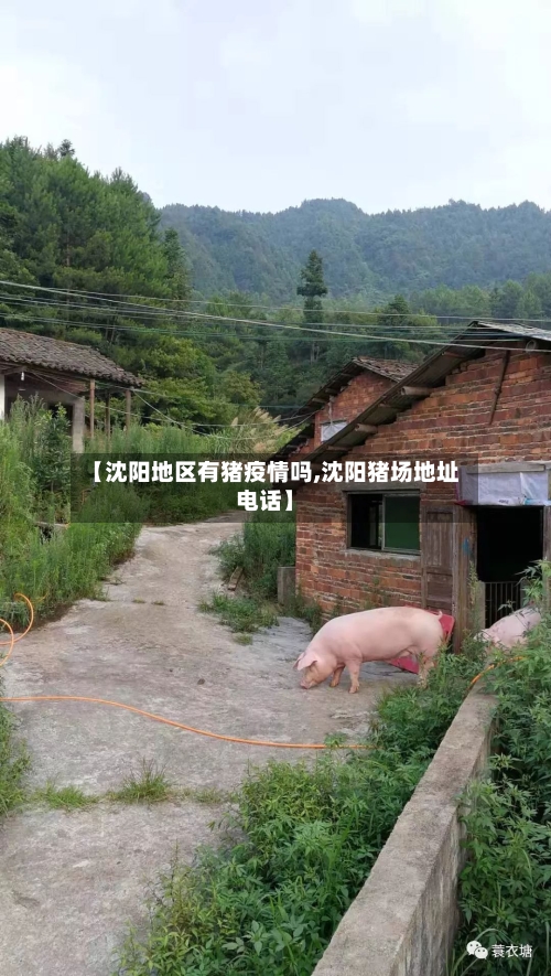 【沈阳地区有猪疫情吗,沈阳猪场地址电话】