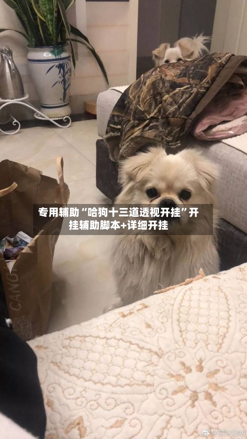 专用辅助“哈狗十三道透视开挂”开挂辅助脚本+详细开挂